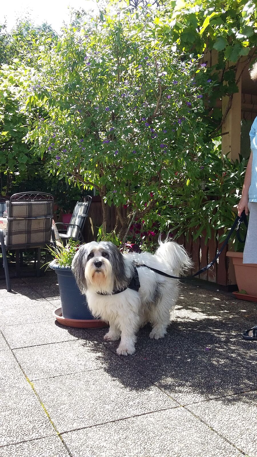 Vierbeiniger Gast im Garten